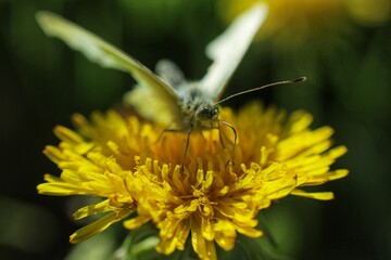 butterfly on flower