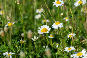 Close up of daisies in the meadow. Springtime concept.