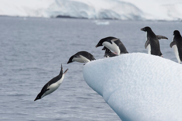 Adelie Penguins jump from iceberg in Antarcdtica