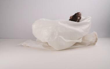 Decorative rat in a white bag.