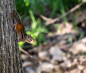 Naklejka na ściany i meble Close-up of a chipmunk climbing on the side of a tree trunk that is growing in the forest on a warm sunny spring day in may with a blurred background.
