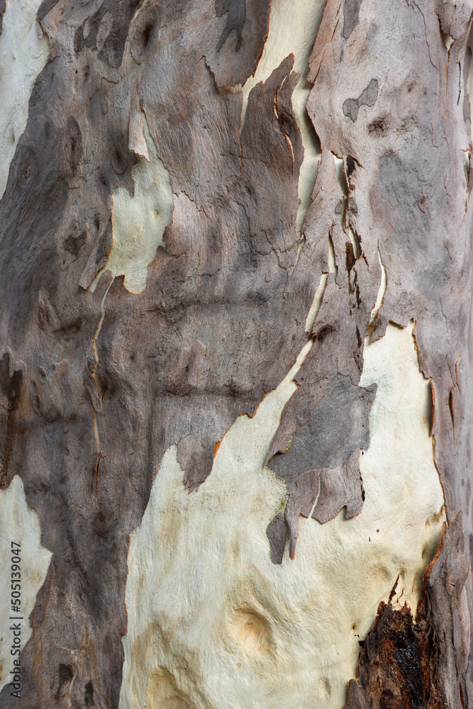 Aufkleber eucalyptus tree surface and bark texture close-up photoshoot. white and smooth wood surface with bro
