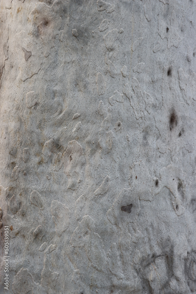 Aufkleber Ash eucalyptus tree surface photo shoot on a sunny day. The embossed texture of an oak tree. Smooth and ash wood surface with brown bark texture for background close-up photoshoot.