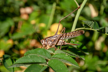 grasshopper on a leaf