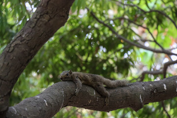 Grey squirrel relaxing on a tree branch close-up shot. Cute and beautiful squirrel laying on a tree. Adorable squirrel sleeping on a tree with natural green background. Natural animal and tree photo.