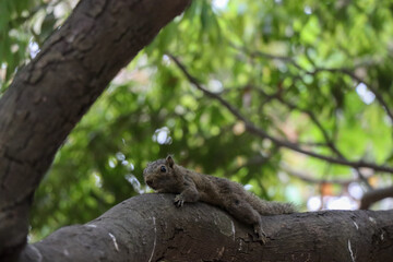 Beautiful grey squirrel laying on a tree branch and watching something. Adorable squirrel close-up photoshoot. Cute squirrel wildlife photo on a natural blurred background.