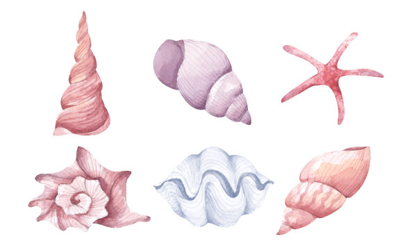 Collection of seashells. Isolated on white background. Watercolor illustration.