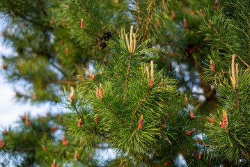 Close-up of new sprouts on pine trees