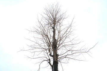 Fototapeta premium tree silhouette isolated on white