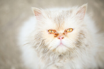 Close up portrait of an abandoned, miserable and dirty white persian cat with beautiful and sad yellow eyes, looking up to the camera and begging for help.