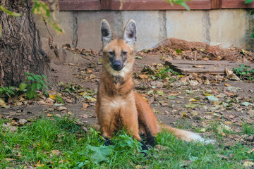 Maned wolf is a predatory mammal of the canine family