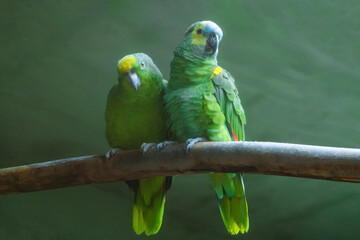 Yellow crowned or suriname and blue-fronted Amazon. A pair of green parrots on a branch.
