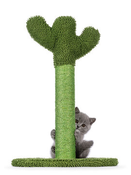 Adorable solid blue British Shorthair cat kitten, hanging in a green ccus shaped scratching pole. Looking straight to camera. Isolated on a white background.