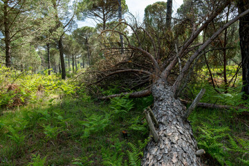 Old fallen tree in the forest