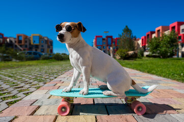 Jack russell terrier dog in sunglasses rides a skateboard outdoors on a sunny summer day.