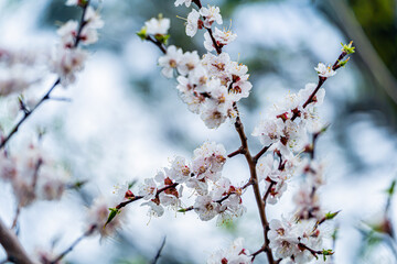The Chinese cherry blossoming in the Far East. Early spring, cloudy day after rain.
