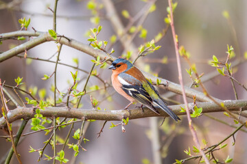 Common chaffinch, Fringilla coelebs, sits on a tree. Common chaffinch in wildlife.