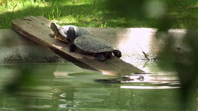 Image of two small turtles on top of a board that is in the lake, another small turtle that swims in the green waters of the lake, to join the group.