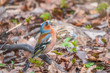 Common chaffinch, Fringilla coelebs, sits on the ground in spring. Common chaffinch in wildlife.
