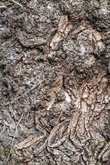 Poplar tree bark with wooden texture nature background