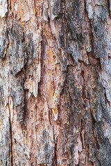 Bark texture and background of a old fir tree trunk. Detailed bark texture. Natural background