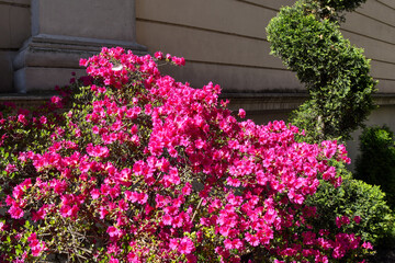 A blooming plant of azalea (Rhododendron) with pink fuchsia flowers next to a box plant (Buxus sempervirens) pruned in a spiral shape, Italy