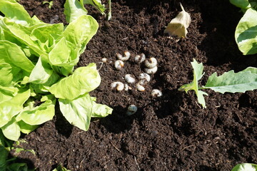 Engerlinge im Gemüsegarten, Salat, Schädlinge, Made