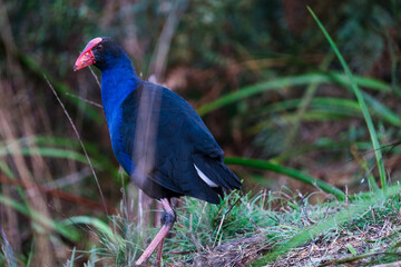 Colourful water hen in the grass.