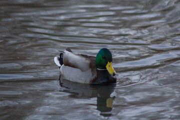 ducks in winter pond
