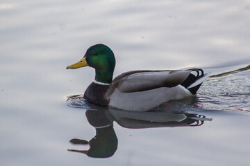 ducks in winter pond