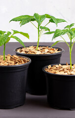 Pepper seedlings in a black pot mulched with chips.A young pepper sprout in a pot.Pepper seedlings. Copy space.Gardening