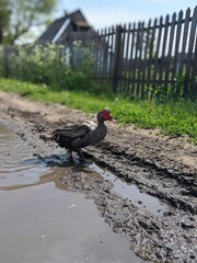 duck in the water
