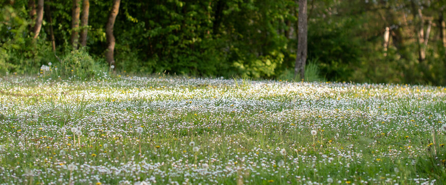 Beautiful meadow with gras, mayflowers, daisies, trees, and dandelions. Rural scene during spring in Hessen, Germany. Grass with daisies, mayflowers and dandelions on meadow.