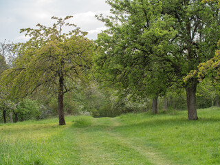 Fototapeta na wymiar Gras path in the nature with some apple trees. Rural scene in the nature. Meadow with a grass path, surrounded by trees during springtime.