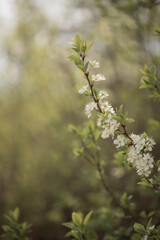 Photo of flowering branches of a fruit tree.