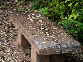 autumn leaves on the ground