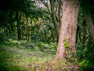 tree in the forest