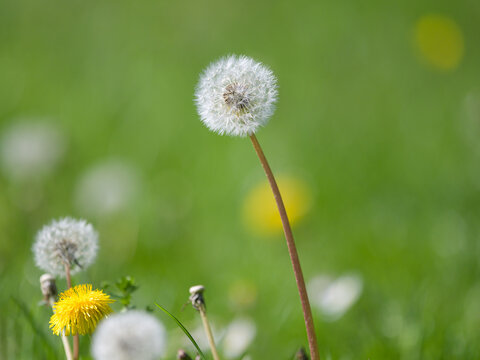 Dandelion ready to blow growing in a green meadow