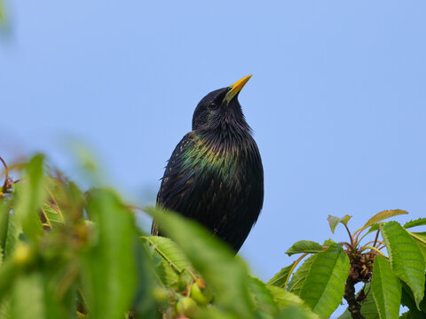 A common starling sitting on a tree