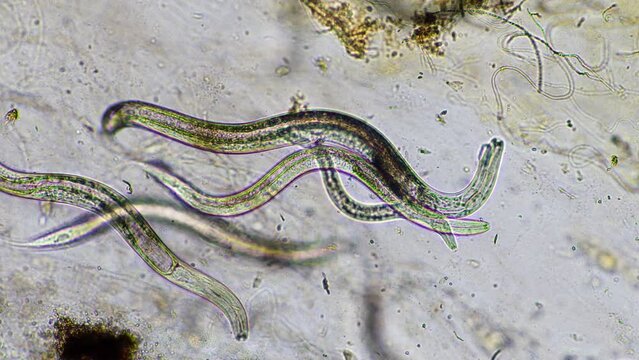nematode in compost, in soil under the microscope	
