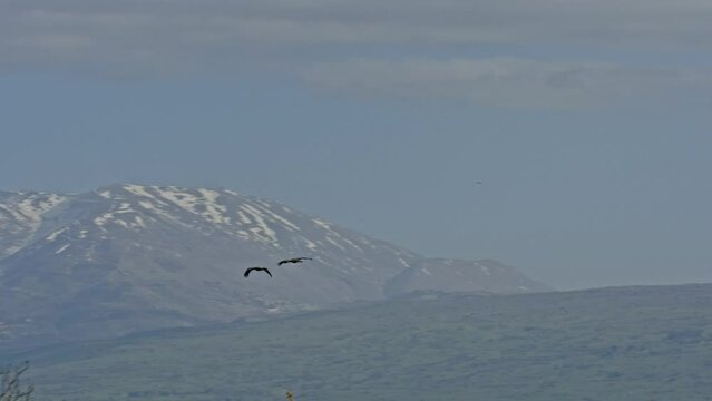 Crane Flying in the background of Mount Hermon