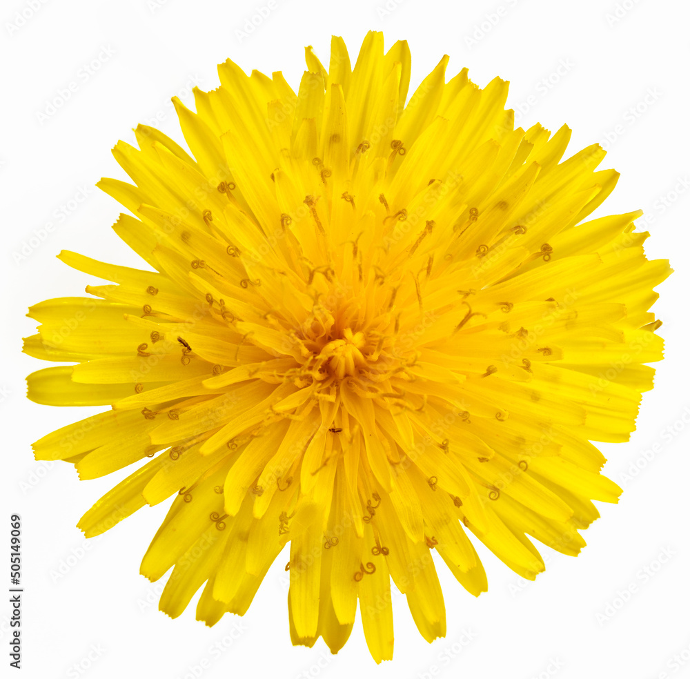 Wall mural dandelion flower on a white background close up