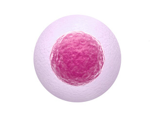 Human egg cell isolated on white background - obrazy, fototapety, plakaty