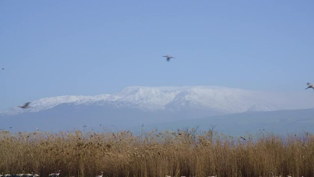 Mount Hermon