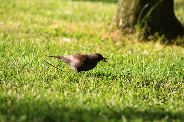 at 5 july 2023 birds on the beach