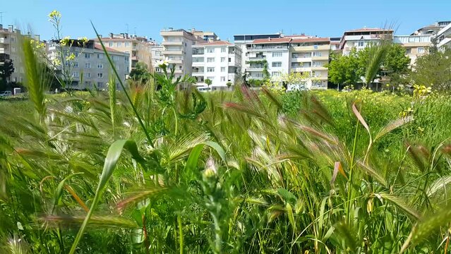 Blue sky green field and buildings