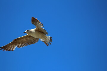 Fototapeta premium seagull in flight