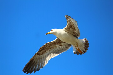 Obraz premium seagull in flight