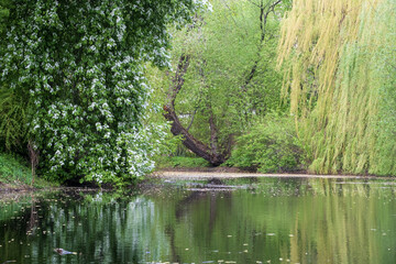 flowering bird cherry tree near the pond