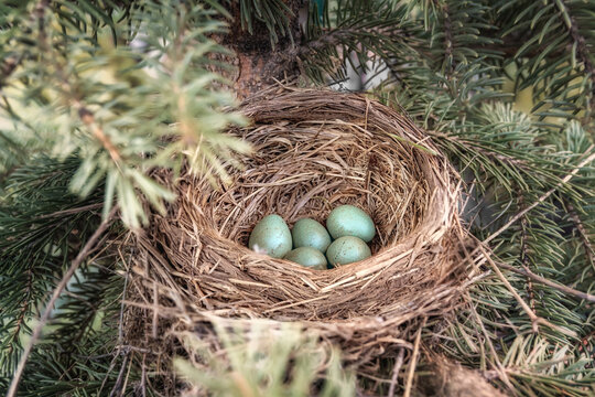 Thrush Bird's Nest With Blue Eggs Among Spruce Branches Close-up.